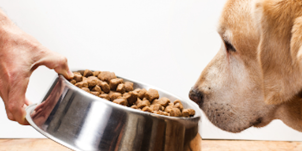 Puppy stopped hot sale eating dry food